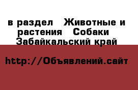  в раздел : Животные и растения » Собаки . Забайкальский край